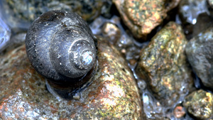 蜗牛在岩石上移动30秒视频