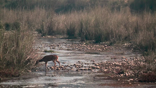 在巴迪亚国家公园发现鹿,Nepal视频