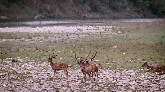 在巴迪亚国家公园发现鹿视频