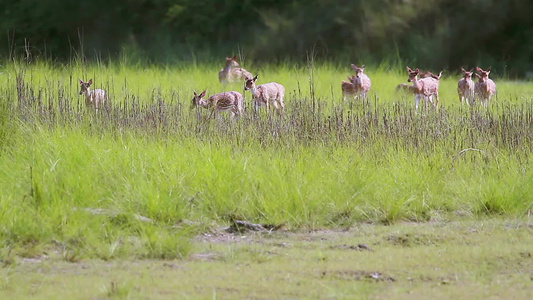 在巴迪亚国家公园发现鹿视频