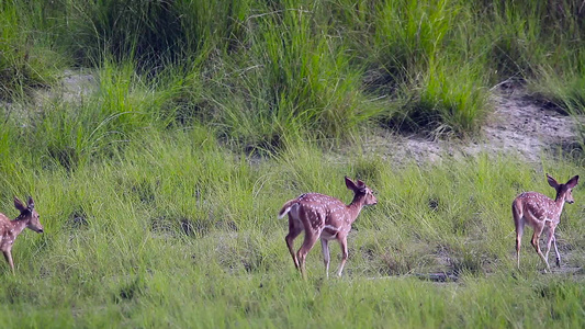 在巴迪亚国家公园发现鹿,Nepal视频