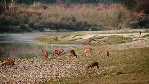 在巴迪亚国家公园发现鹿和猪鹿37秒视频