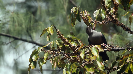 塔伊兰港阿当国家公园绿鸽子视频