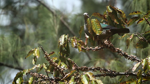塔伊兰港阿当国家公园绿鸽子21秒视频