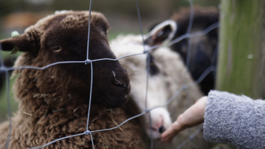 通过铁丝网和木墙亲手喂养黑白羊的小姑娘视频