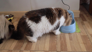 室内猫在碗里喝水10秒视频