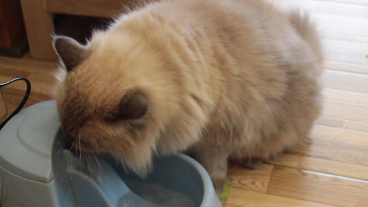 在碗里喝水的猫视频