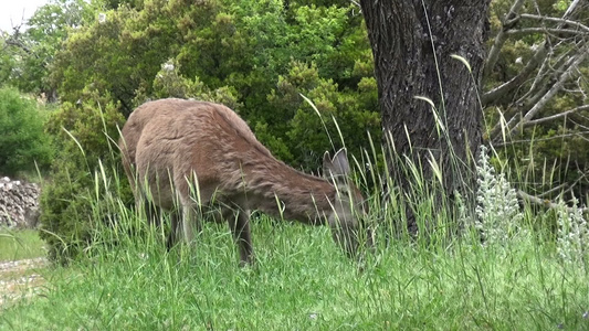 鹿在吃草视频