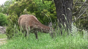 鹿在吃草43秒视频