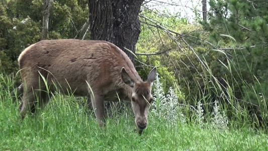 一只鹿在吃草 3视频