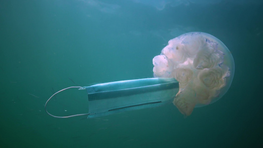 在黑海(Rhizostoma pulmo),通常称为桶状水母、易口唇水母)中漂浮在水的厚度上视频