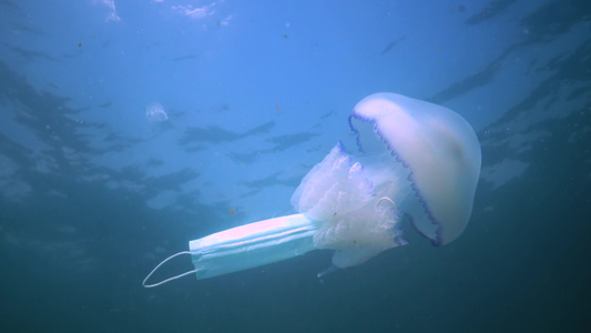 在黑海(Rhizostoma pulmo),通常称为桶状水母、易口唇水母)中漂浮在水的厚度上视频