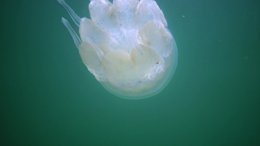 在黑海通常称为桶状水母易口唇水母中漂浮在水的厚度上视频
