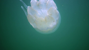在黑海通常称为桶状水母易口唇水母中漂浮在水的厚度上21秒视频