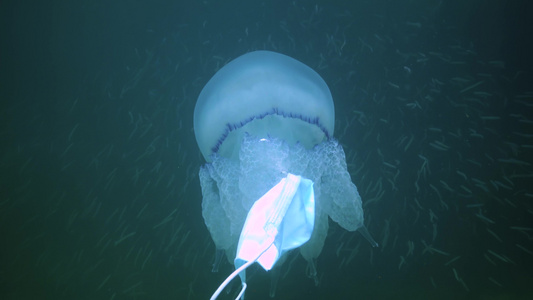 在黑海(Rhizostoma pulmo),通常称为桶状水母、易口唇水母)中漂浮在水的厚度上视频
