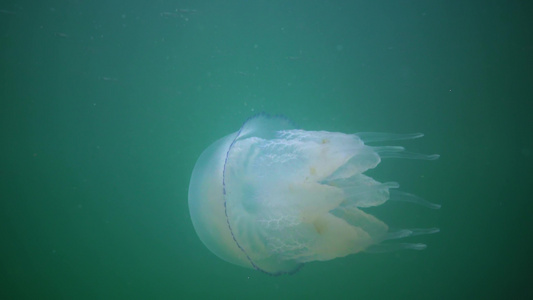在黑海(Rhizostoma pulmo),通常称为桶状水母、易口唇水母)中漂浮在水的厚度上视频