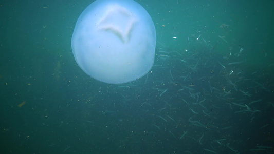 在黑海(Rhizostoma pulmo),通常称为桶状水母、易口唇水母)中漂浮在水的厚度上视频