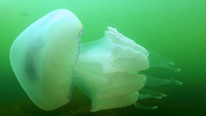 在黑海里的桶状水母35秒视频