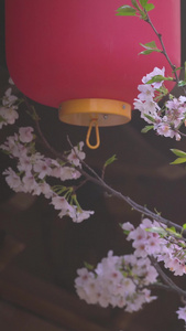 城市春天古建筑红灯笼樱花素材樱花季视频