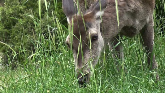 鹿在吃草视频