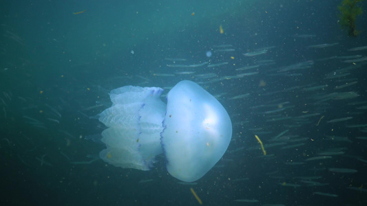 在黑海(Rhizostoma pulmo),通常称为桶状水母、易口唇水母)中漂浮在水的厚度上视频