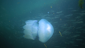 在黑海通常称为桶状水母易口唇水母中漂浮在水的厚度上19秒视频