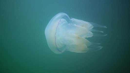 在黑海(Rhizostoma pulmo),通常称为桶状水母、易口唇水母)中漂浮在水的厚度上视频