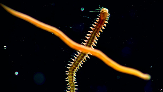 海洋蠕虫视频