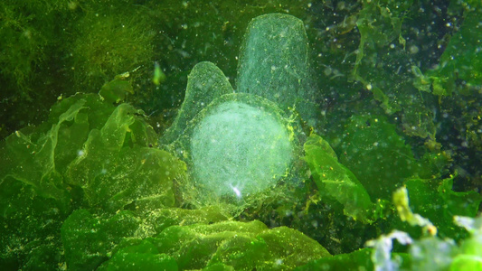 海虫多毛类的繁殖黑海粘液袋中的多毛类卵视频