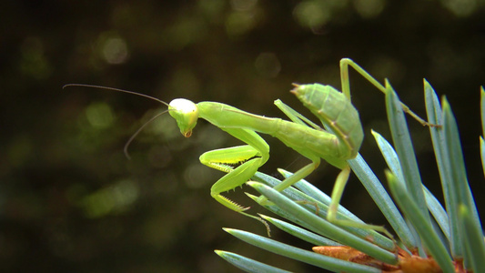 食肉性昆虫捕食植物的猎物 野生动物视频