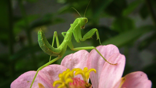 食肉性昆虫捕食植物的猎物 野生动物视频