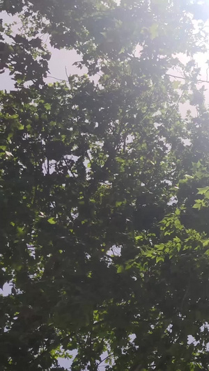 夏日阳光照射在树上67秒视频
