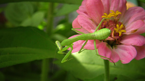 食肉性昆虫捕食植物34秒视频