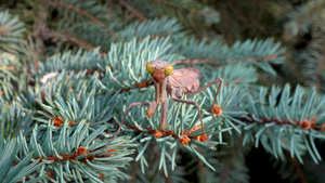 棕色的掠食性蚂蚁坐在一棵圣诞树的树枝上20秒视频