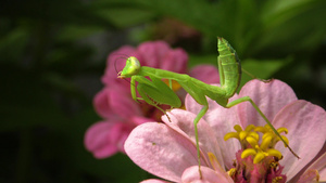食肉性昆虫捕食植物的猎物 野生动物35秒视频
