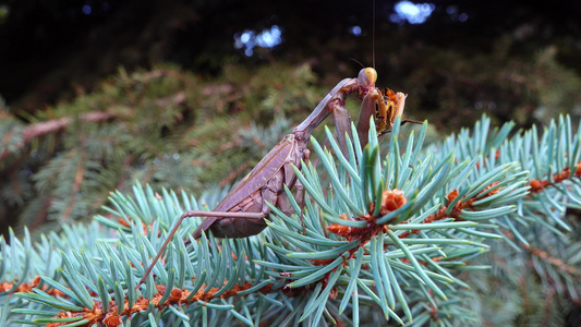 棕色的掠食性蚂蚁坐在一棵圣诞树的树枝上。 欧洲鹦鹉(mantis religiosa)视频