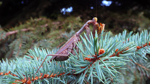 棕色的掠食性蚂蚁坐在一棵圣诞树的树枝上34秒视频