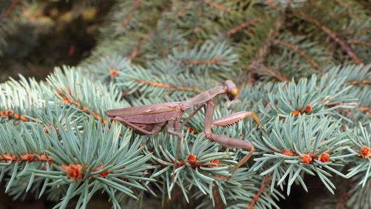 棕色的掠食性蚂蚁坐在一棵圣诞树的树枝上。 欧洲鹦鹉(mantis religiosa)视频