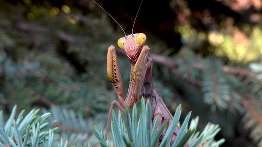 棕色的掠食性蚂蚁坐在一棵圣诞树的树枝上。 欧洲鹦鹉(mantis religiosa)视频