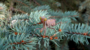 棕色的掠食性蚂蚁坐在一棵圣诞树的树枝上21秒视频