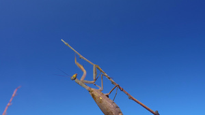 昆虫坐落在一只树枝上与蓝天对峙21秒视频