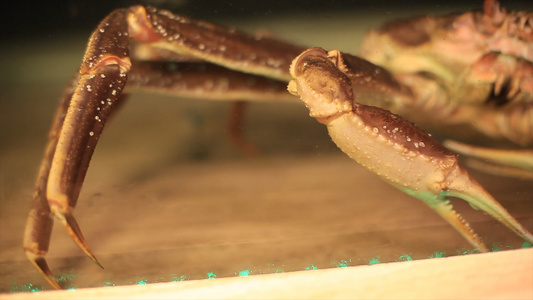 鲜活海螃蟹4K实拍视频