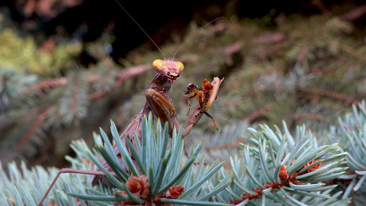 掠食性蚂蚁捕捉了并正在吃苍蝇。 欧洲(mantis religiosa)视频