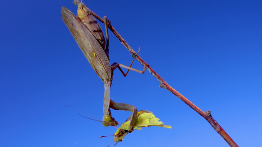 掠食性蚂蚁正在吃蝴蝶, 欧洲的(mantis religiosa)视频