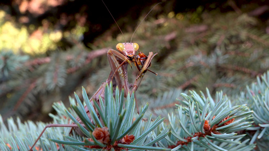 掠食性蚂蚁捕捉了并正在吃苍蝇。 欧洲(mantis religiosa)视频