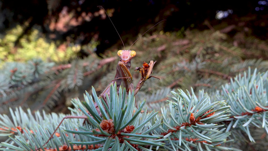 掠食性蚂蚁捕捉了并正在吃苍蝇。 欧洲(mantis religiosa)视频