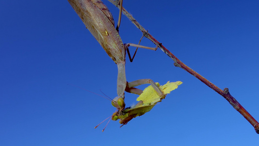 掠食性蚂蚁正在吃蝴蝶, 欧洲的(mantis religiosa)视频