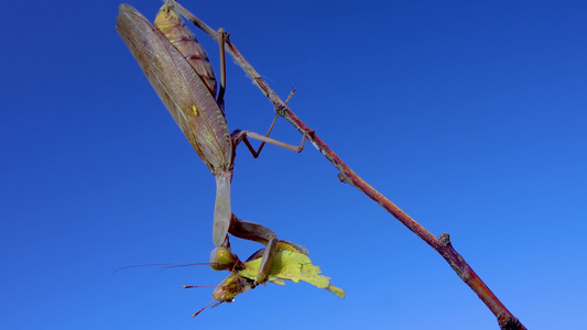 掠食性蚂蚁正在吃蝴蝶, 欧洲的(mantis religiosa)视频