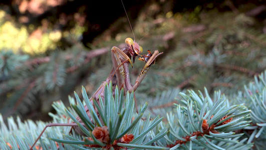 掠食性蚂蚁捕捉了并正在吃苍蝇。 欧洲(mantis religiosa)视频