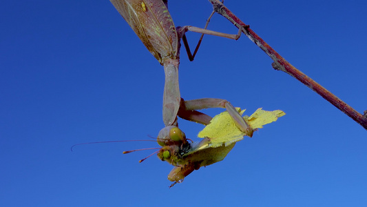 掠食性蚂蚁正在吃蝴蝶, 欧洲的(mantis religiosa)视频